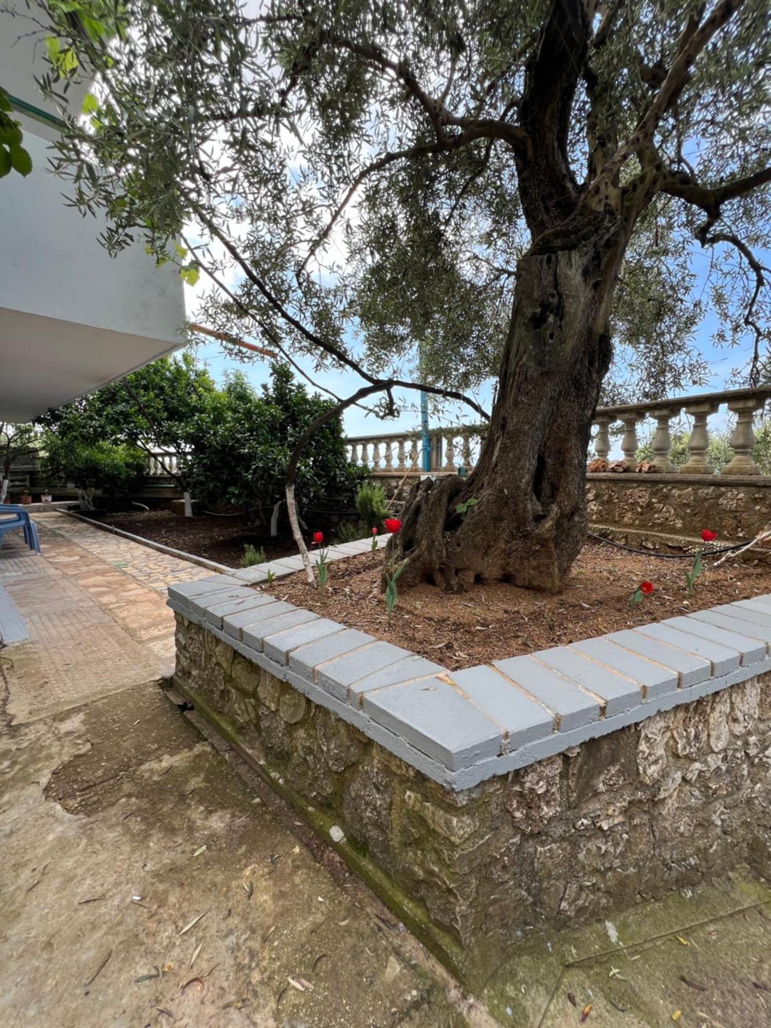 Petra Oliva Apartment Dhërmi Eksteriør bilde
